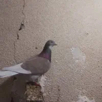 کفتر رنگه معاوضه با پلاکی نژاد دار