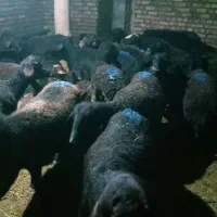 فروش میش قره قزل