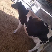 فروش گاو شیری