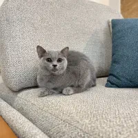 گربه بریتیش واکسن خورده