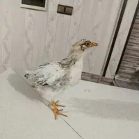 جوجه مرغ محلی 3ماهه