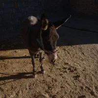 الاغ|حیوانات مزرعه|لردگان, |دیوار