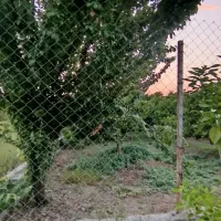 فروش باغچه ی ۲۵۰ متری|فروش دفتر صنعتی، کشاورزی، تجاری|کیاکلا, |دیوار