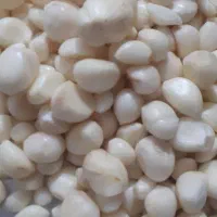 سیر