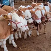 انواع گوساله در وزن های مختلف نر و ماده|حیوانات مزرعه|آبگرم, |دیوار