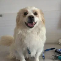 واگذاری رایگان سگ اشپیتز نر