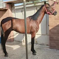 اسب دوسر