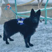 ژرمن بلک کینگ سایز