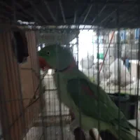 شاه طوطی|پرنده|اهواز, سلطانمنش|دیوار