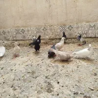 کبوتر|پرنده|شیراز, شهدای شهرک سعدی|دیوار