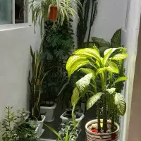 گل های کاکتوس گل دار