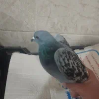 کفتر|حیوانات|زرند, |دیوار