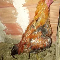 خروس با نژاد تضمینی خروس بیار تست کن ببر