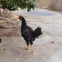 خروس