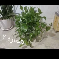 بلدرچین وگل پتوس|حیوانات مزرعه|قم, شهرک فاطمیه|دیوار