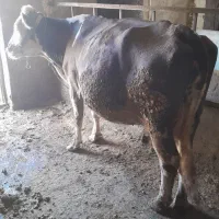 گاو شیری سیمینتال