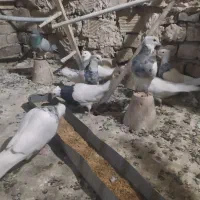 طوقی|پرنده|رودشت (اصفهان), |دیوار