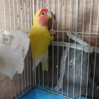 طوطی برزیلی نر|پرنده|ارومیه, |دیوار