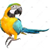 طوطی خیلی خوشگل