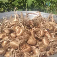 پیاز زعفران