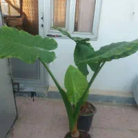 بابا ادم ریشه پرس