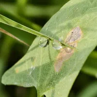 vivo x200pro گوشی دوربین محور|موبایل|چابهار, |دیوار