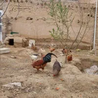 مرغ و خروس محلی