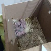 عروس هلندی|پرنده|سوسنگرد, |دیوار