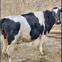 نوبر ی شکم زا