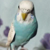 مرغ عشق ماده بالغ