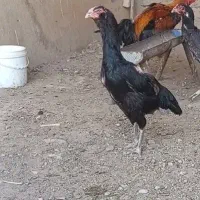 لاری ریش