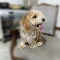 توله ۳ماهه رایگان