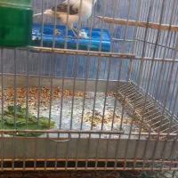 قناری نر|پرنده|وزینه, |دیوار