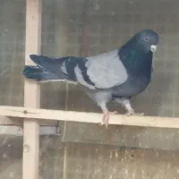 کفتر پرشی|پرنده|محمدشهر, زیبادشت|دیوار