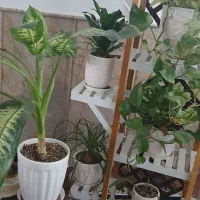 پایه گل با تمام گلاش