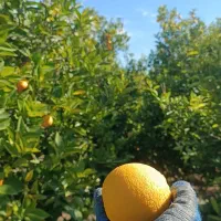 پرتقال محلی درجه یک