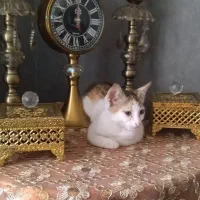 واگذاری. گربه. رایگان