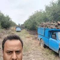 خرید درخت