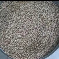 لوبیا جیرفتی