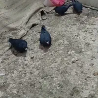 جفت زاغ کلایی|پرنده|یزدان شهر, |دیوار