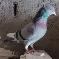 کبوتر پرشی