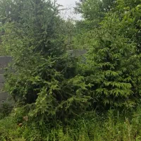 جینگو‌گلدان‌یک‌متری‌چهارعدد‌نویل‌هشتاد‌دوعددویوکا