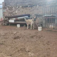 توله دورگ سراب افغان واگذاری