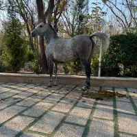 اسب مادیان با کره و کره از سهیل حیدر|اسب و تجهیزات اسبسواری|شهریار, شهرک امیریه|دیوار