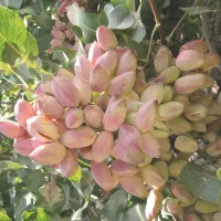 پیوند درخت پسته حرفه ای