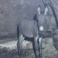 دو عدد الاغ
