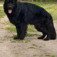 ژرمن شپرد شولاین، ورکلاین، بلک|سگ|تهران, فرمانیه|دیوار