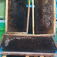 پوکه عسلی  زنبور