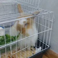 خرگوش لوپ بالغ