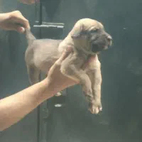 توله سگ پژدر